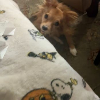 JRB K9 - She waits for permission to come up on the couch, or to come in the door after a walk. - Pet Training Near Me JRB K9 - She waits for permission to come up on the couch, or to come in the door after a walk. - Pet Training Near Me