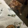 Photo of JRB K9