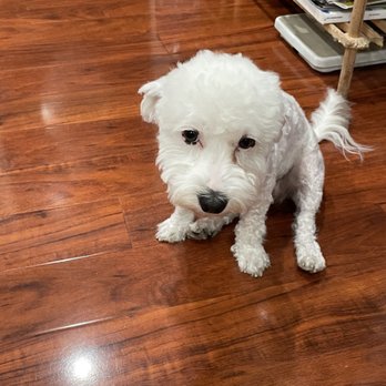 Old Town Pet Grooming - She said she would do it like a teddy bear face. What? - Pet Groomers Near Me - Garden Grove, California Old Town Pet Grooming - She said she would do it like a teddy bear face. What? - Pet Groomers Near Me - Garden Grove, California