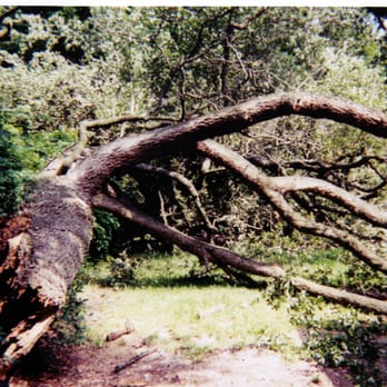 J R Ash Tree Company - Tree Services Near Me - Belton, Texas