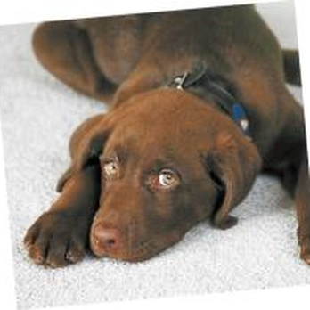 Full House Carpet Cleaning - Carpet Cleaning Near Me - Windsor, Colorado Full House Carpet Cleaning - Carpet Cleaning Near Me - Windsor, Colorado