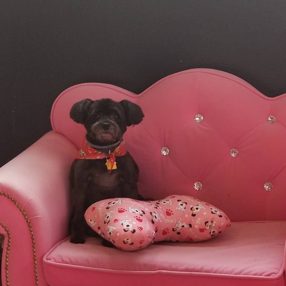 PRECIOUS PUPPY SPA Updated September 2024 4400 N Hwy 19A, Mount Dora, Florida Pet Groomers