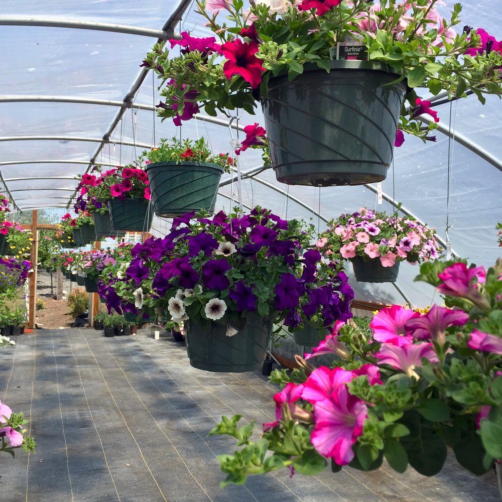 The Petal Pusher Nursery - Nurseries & Gardening Near Me - Culver, Oregon The Petal Pusher Nursery - Nurseries & Gardening Near Me - Culver, Oregon