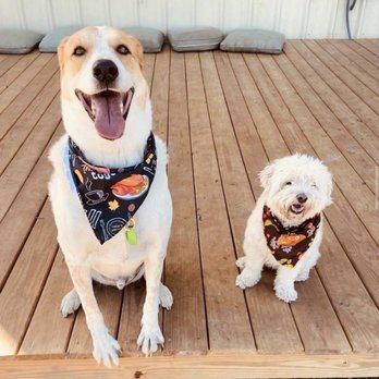 Lucky's Paw Playhouse - Waylon and Coconut with their super cute Thanksgiving bandanas. - Pet Boarding Near Me - Dripping Springs, Texas Lucky's Paw Playhouse - Waylon and Coconut with their super cute Thanksgiving bandanas. - Pet Boarding Near Me - Dripping Springs, Texas