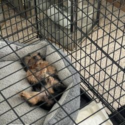 Dose's Pet Vets - Bella sleeping after her first visit