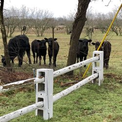 Dhamma Siri - Lil adorable curious calf were our neighbors uwu