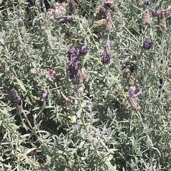 Eastside Discount Nursery - Nurseries & Gardening Near Me - El Paso, Texas