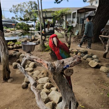 Free Flight - Ruby? - Animal Shelters Near Me - Del Mar, California Free Flight - Ruby? - Animal Shelters Near Me - Del Mar, California