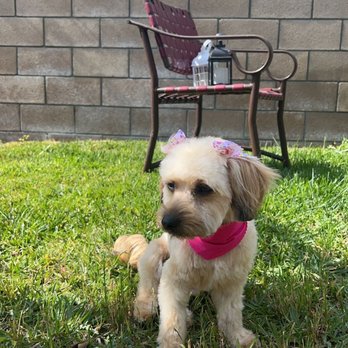 Lili's Dog Grooming - Chelo - Pet Groomers Near Me Lili's Dog Grooming - Chelo - Pet Groomers Near Me
