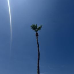 Palm Tree Trimming Palm Tree Trimming