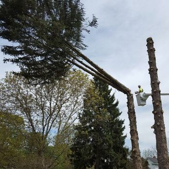 Suyker Tree Care - Pine Tree Removal - Tree Services Near Me Suyker Tree Care - Pine Tree Removal - Tree Services Near Me