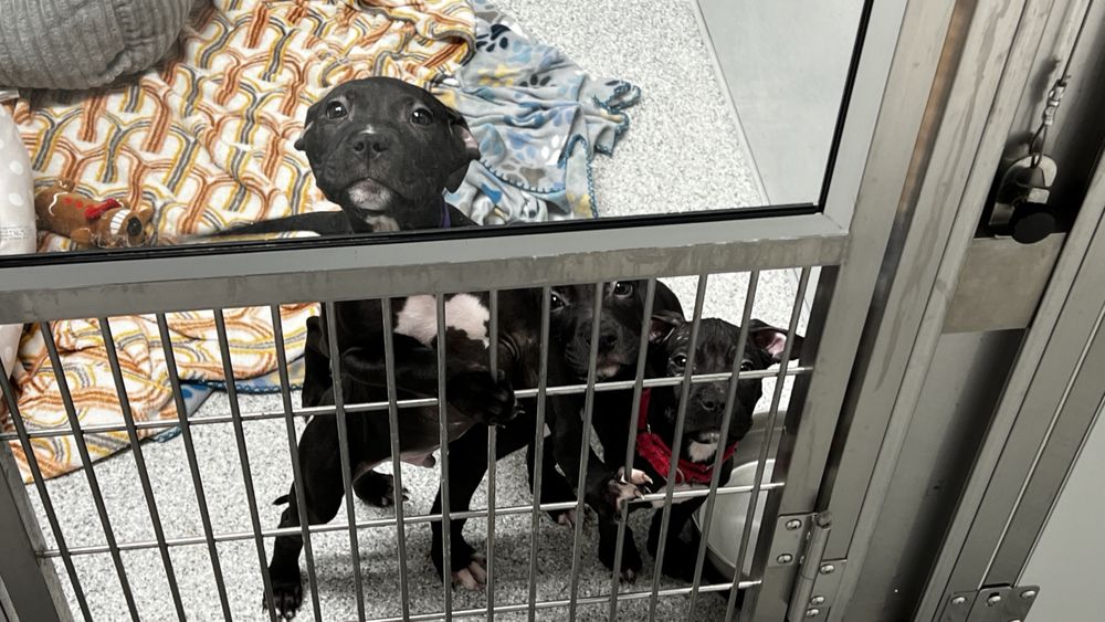 Cleveland Animal Protective League