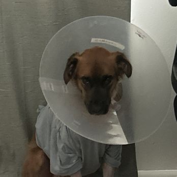 Pearl’s Veterinary Surgery - Veterinarians Near Me - Honolulu, Hawaii Pearl’s Veterinary Surgery - Veterinarians Near Me - Honolulu, Hawaii