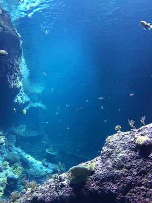 Biarritz Aquarium by null