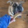 Photo of Emily's Pet Care