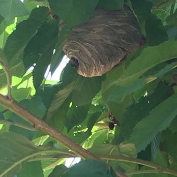 PDX Pest Control - Pest Control Near Me PDX Pest Control - Pest Control Near Me