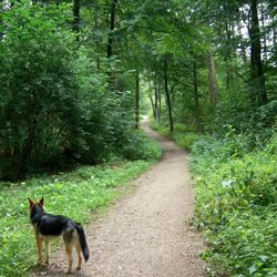 Gaststätte Waldwinkel - Auf dem Spazierganz zum Waldwinkel...
