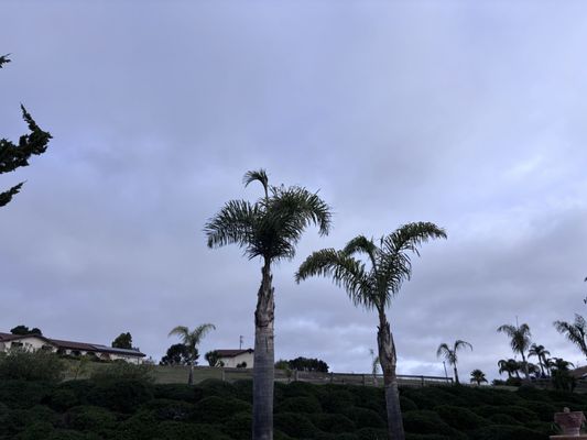 Golden State Tree Service on Yelp