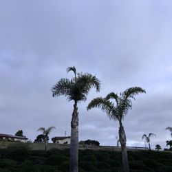 Golden State Tree Service - Palm Trees