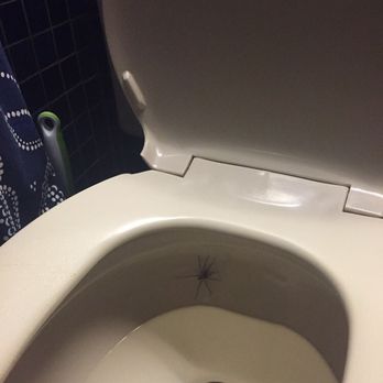 Terminix - Spider - Pest Control Near Me - Bothell, Washington