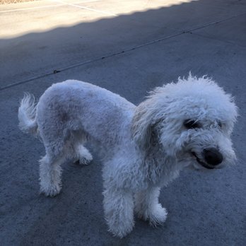 A Dog Refined - A half scalped dog. Didn't even try to even it or ask for more meds. - Pet Groomers Near Me - Phoenix, Arizona