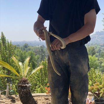 Frassica Plumbing - Caught the gopher snake for us. - Plumbing Near Me - Corona, California Frassica Plumbing - Caught the gopher snake for us. - Plumbing Near Me - Corona, California