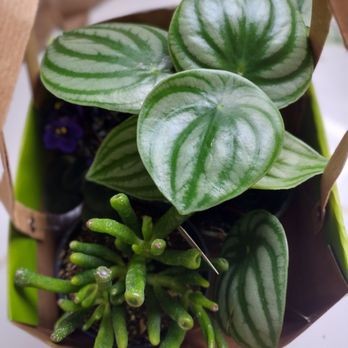 Bloom Garden Shop - African Violet, Watermelon Peperomia, Hobbit Cassula - Nurseries & Gardening Near Me - Tampa, Florida