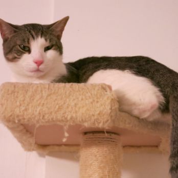 Meow Parlour - Animal Shelters Near Me - New York, New York Meow Parlour - Animal Shelters Near Me - New York, New York