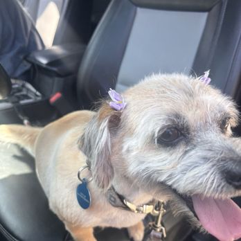 SafePet - Pet Groomers Near Me - San Bernardino, California SafePet - Pet Groomers Near Me - San Bernardino, California
