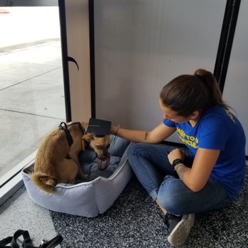 MuttSurf Canine Training - Not sure about that graduation cap yet - Pet Training Near Me MuttSurf Canine Training - Not sure about that graduation cap yet - Pet Training Near Me