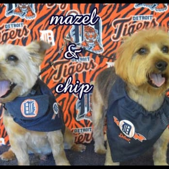 Kuts N Kisses - Detroit Tiger picture - Pet Groomers Near Me - Shelby Township, Michigan Kuts N Kisses - Detroit Tiger picture - Pet Groomers Near Me - Shelby Township, Michigan