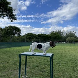 Kennedy Park Dog Park - Ripley the Basset Hound