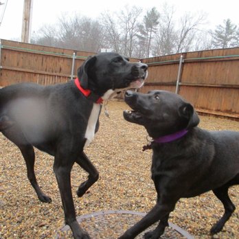 Free Dog - My babies love the staff at Free dog! - Pet Sitting Near Me - Plaistow, New Hampshire