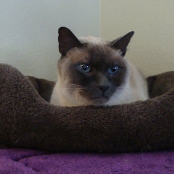 Kozy Kats - Snowbelle- she loved staying at Kozy Kats - Pet Boarding Near Me - Snoqualmie, Washington Kozy Kats - Snowbelle- she loved staying at Kozy Kats - Pet Boarding Near Me - Snoqualmie, Washington