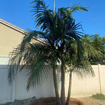 Moon Valley Nurseries - King Palm - Tree Services Near Me - Chino, California Moon Valley Nurseries - King Palm - Tree Services Near Me - Chino, California