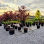 Summers Nursery & Landscape