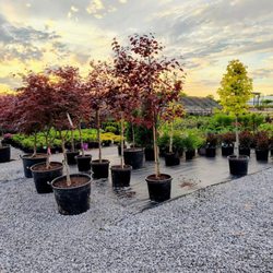 Summers Nursery & Landscape
