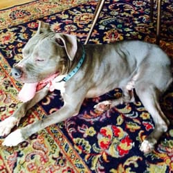Lovers Not Biters Dog Rescue - Roman - Adopted!