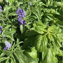 Depot Farm Market - Beauty and basil ... in tub by the outside seating area.