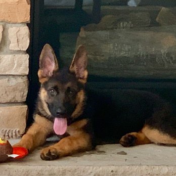 Select K9's - Pet Stores Near Me - Wheeler, Wisconsin