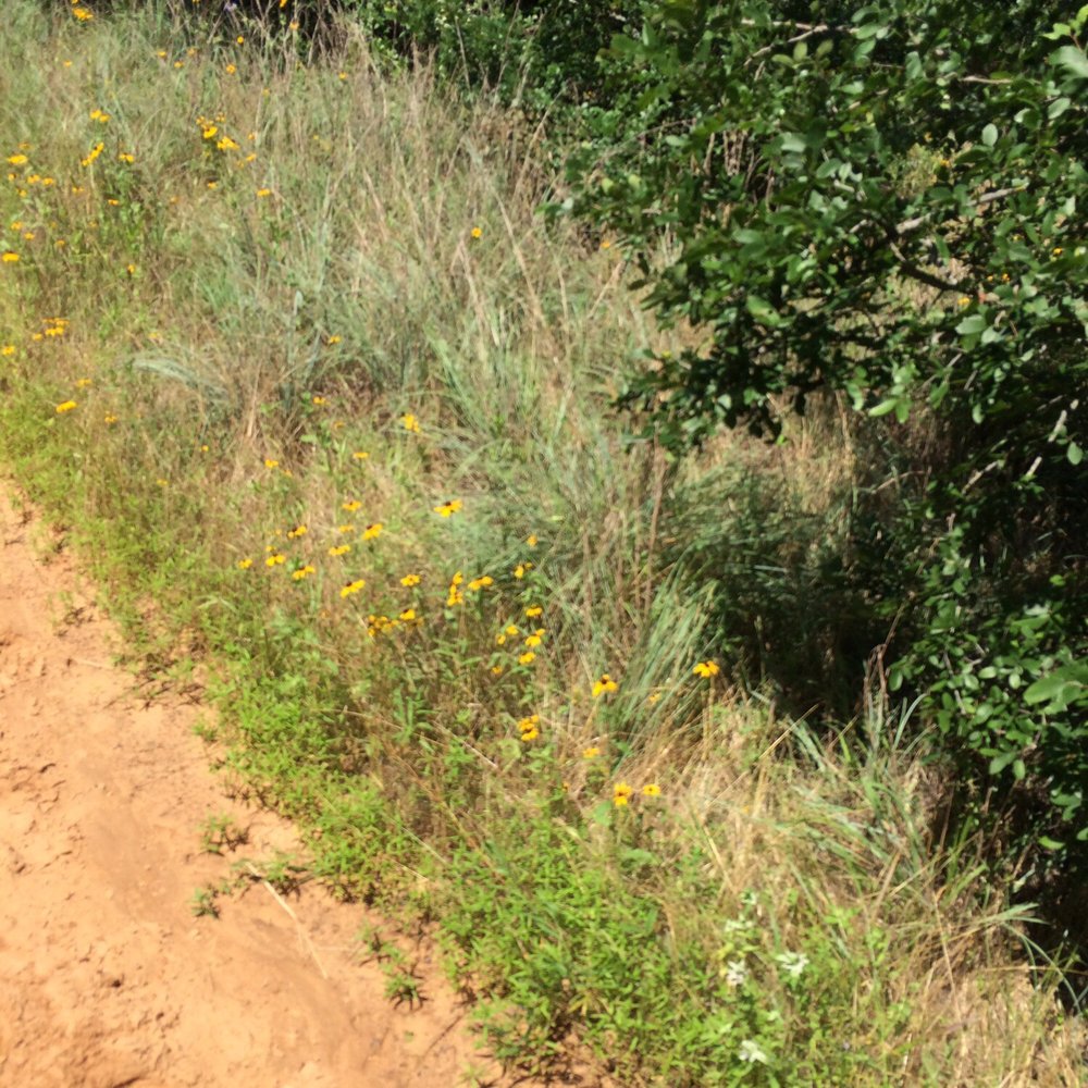 Widowmaker Trail Rides - Horseback Riding Near Me - Southlake, Texas Widowmaker Trail Rides - Horseback Riding Near Me - Southlake, Texas
