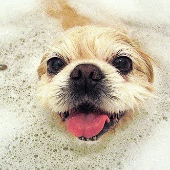 Jessica's Doggie Spa - Pet Groomers Near Me Jessica's Doggie Spa - Pet Groomers Near Me