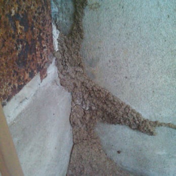 Blue Star Pest Control - Formosan Termite shelter tube. aka Termite tunnel - Pest Control Near Me - Slidell, Louisiana Blue Star Pest Control - Formosan Termite shelter tube. aka Termite tunnel - Pest Control Near Me - Slidell, Louisiana