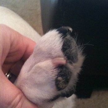 Peticures By Tess - Close Up of Mugzie OUCH... now its just AHHHhhhhh! - Pet Groomers Near Me