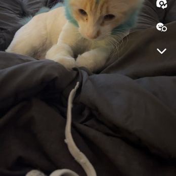 Cattitude - Pet Groomers Near Me