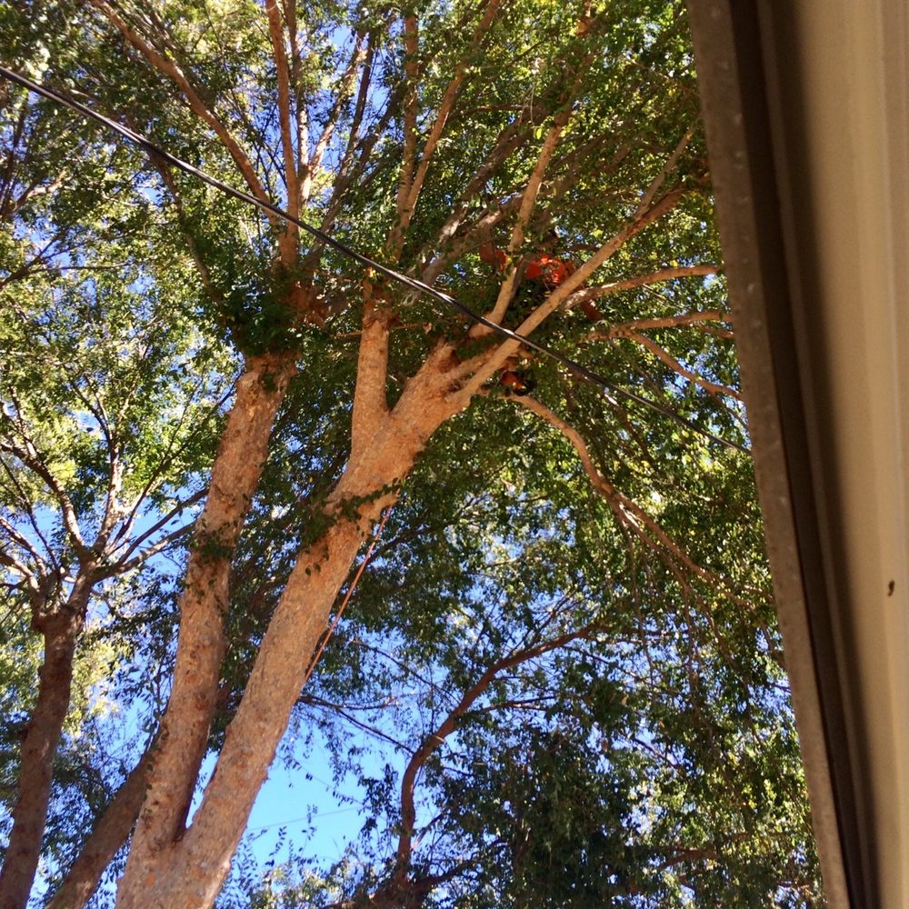 SkyHook tree climbing trimming removing - Oct 2919. Can you spot Dan in the tree. Lol. - Tree Services Near Me - Menifee, California SkyHook tree climbing trimming removing - Oct 2919. Can you spot Dan in the tree. Lol. - Tree Services Near Me - Menifee, California