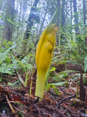 Darlingtonia State Natural Site by null