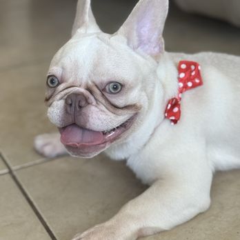 Purrfect Grooming - Bruce - Pet Groomers Near Me - Doral, Florida Purrfect Grooming - Bruce - Pet Groomers Near Me - Doral, Florida