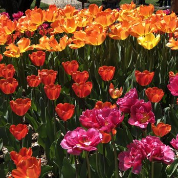Brookside Gardens  - Tulips in April - Botanical Gardens Near Me - Wheaton, Maryland