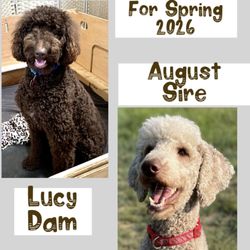 L & Z Goldendoodles